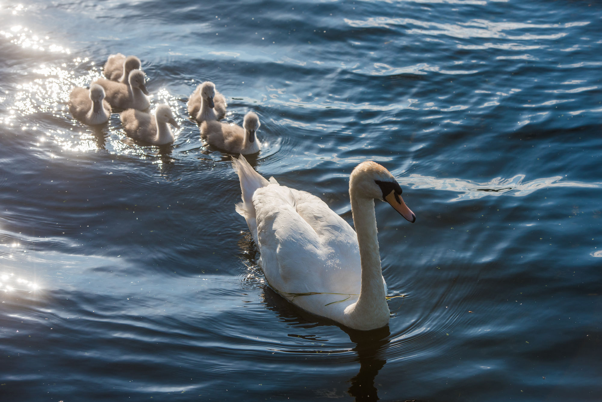 Lough Erne Resort Enniskillen Exterior foto Mute swan